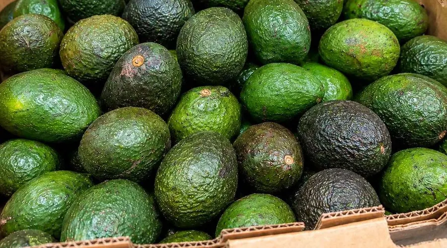 A box full of ripe Hass avocados