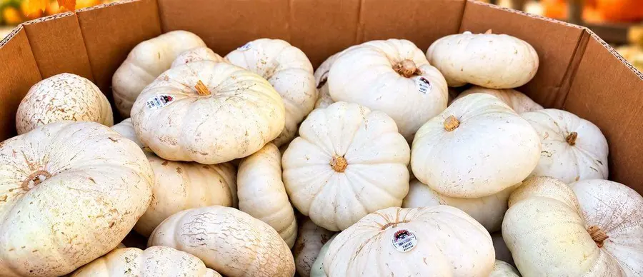 A bin of small white pumpkins